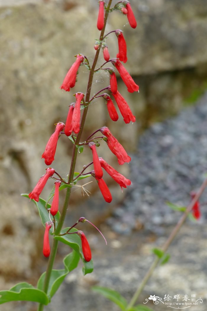 爆竹钓钟柳Penstemon eatonii