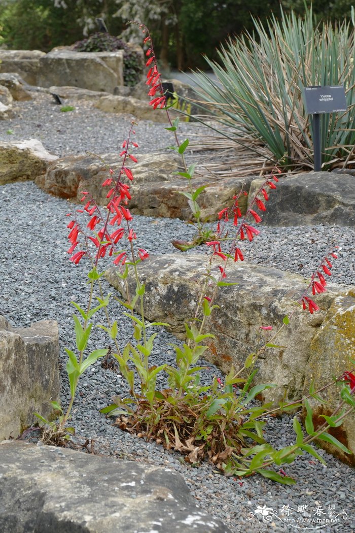 爆竹钓钟柳Penstemon eatonii