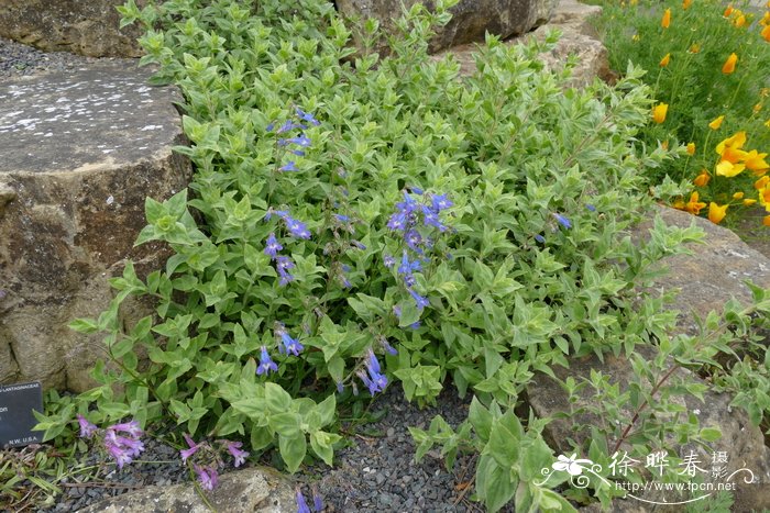 格里芬钓钟柳Penstemon griffinii