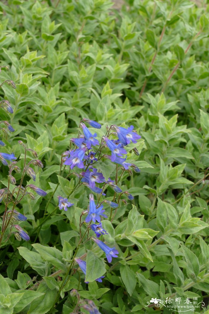 格里芬钓钟柳Penstemon griffinii