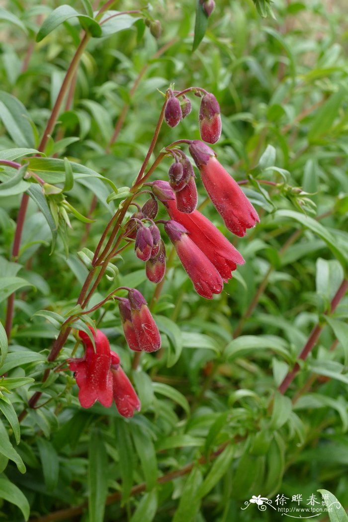 艳红钓钟柳Penstemon hartwegii