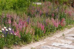 毛地黄钓钟柳Penstemon laevigatus subsp. digitalis