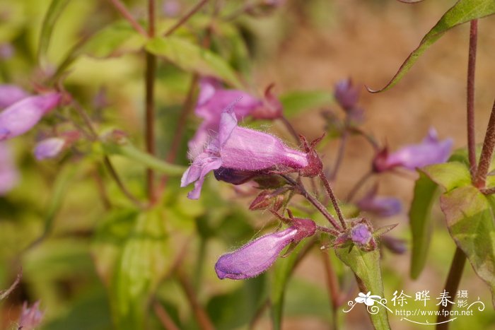 毛地黄钓钟柳Penstemon laevigatus subsp. digitalis