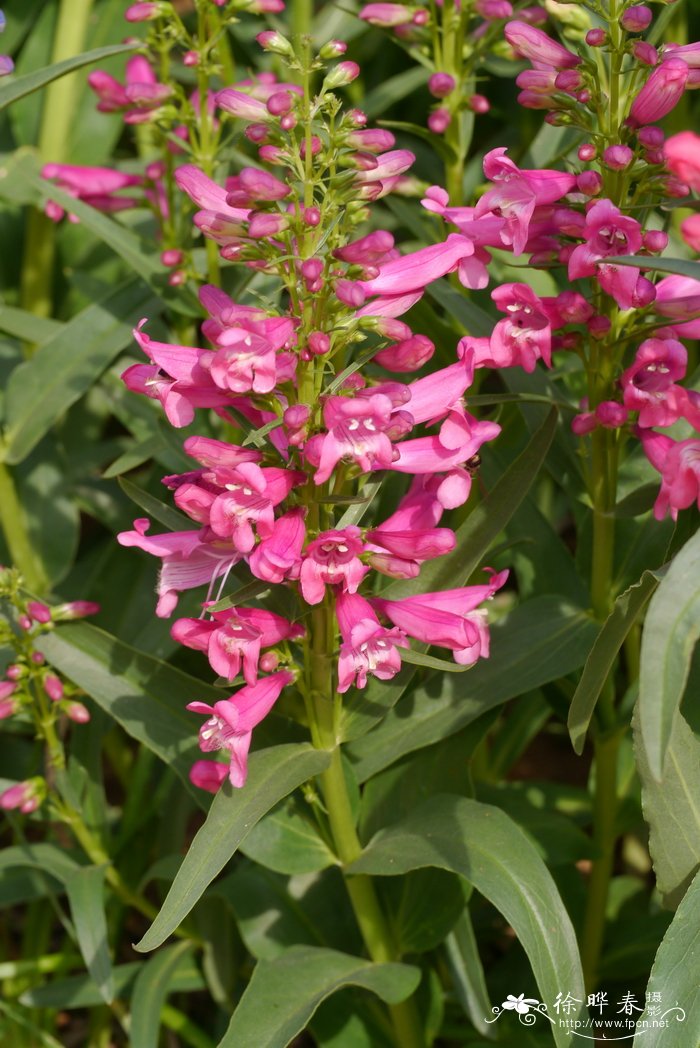 毛地黄钓钟柳Penstemon laevigatus subsp. digitalis