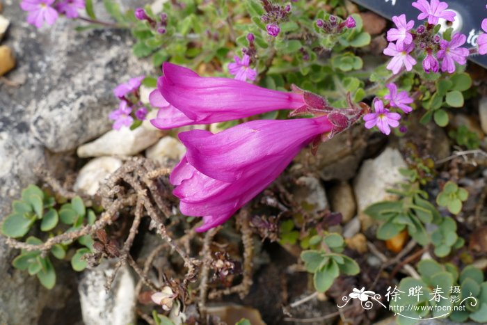 山钓钟柳Penstemon newberryi