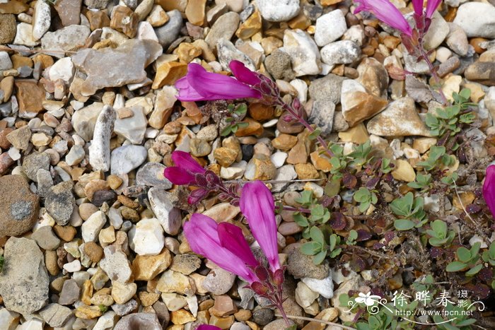 山钓钟柳Penstemon newberryi