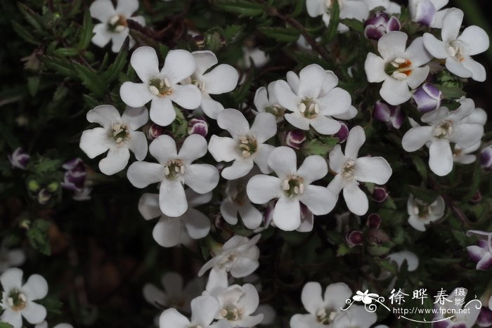 克雷布斯管槌花Glekia krebsiana