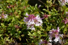 '戴维森'高枝钓钟柳Penstemon procerus 'Roy Davidson'