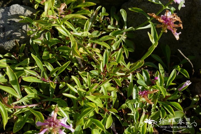 '戴维森'高枝钓钟柳Penstemon procerus 'Roy Davidson'