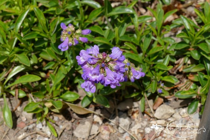 长枝钓钟柳变种Penstemon procerus var. tolmiei