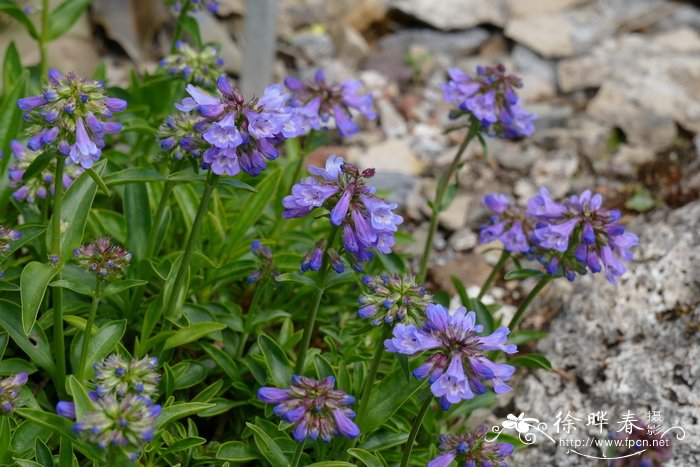 长枝钓钟柳变种Penstemon procerus var. tolmiei