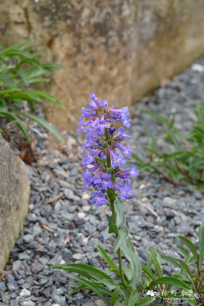 高枝钓钟柳Penstemon procerus