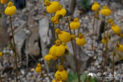 双花荷包花Calceolaria biflora