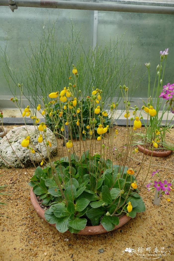 双花荷包花Calceolaria biflora