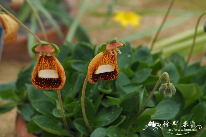 红斑荷包花Calceolaria fothergillii