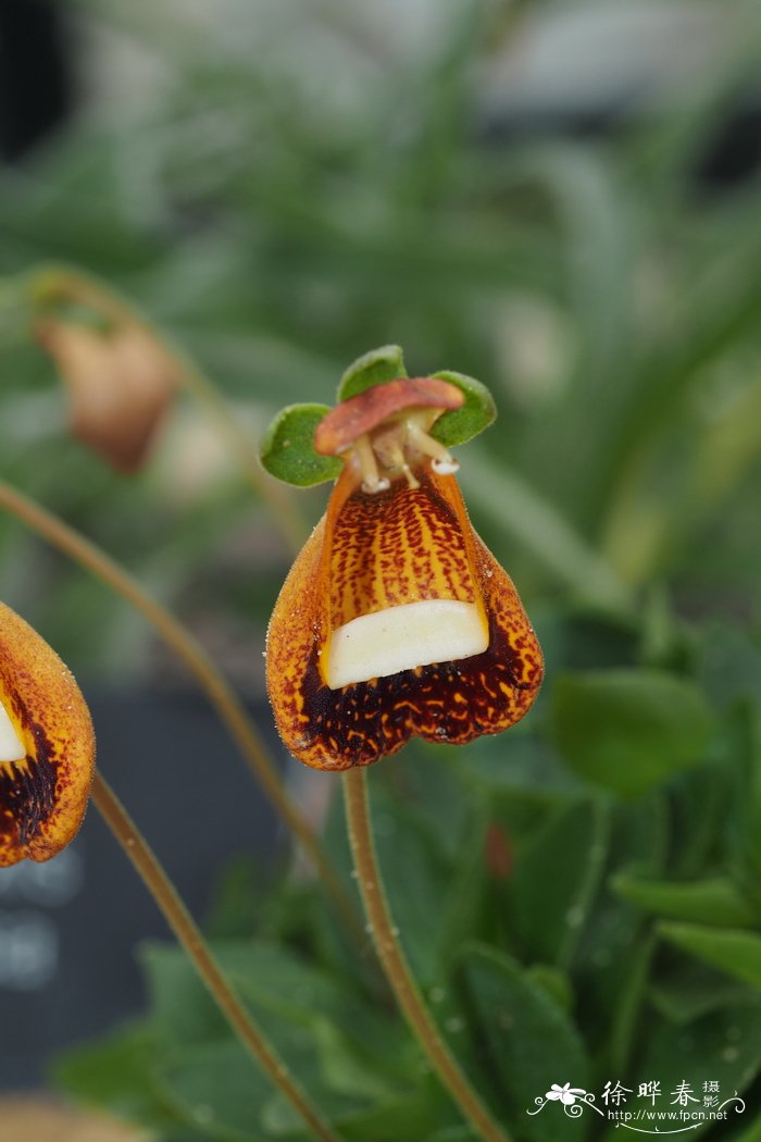 红斑荷包花Calceolaria fothergillii