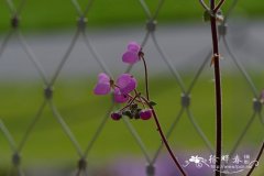 绵毛荷包花Calceolaria lanigera