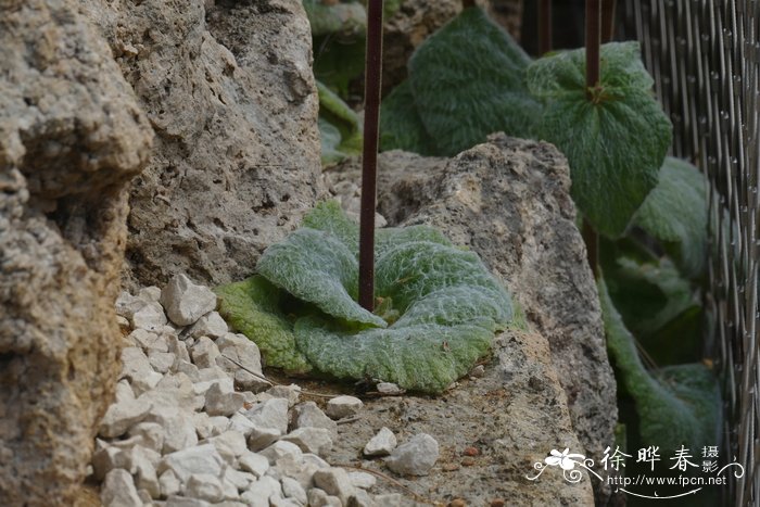 绵毛荷包花Calceolaria lanigera