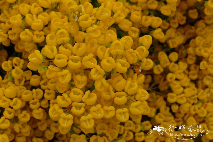 多叶荷包花Calceolaria pallida