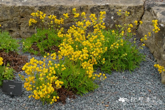 多叶荷包花Calceolaria pallida