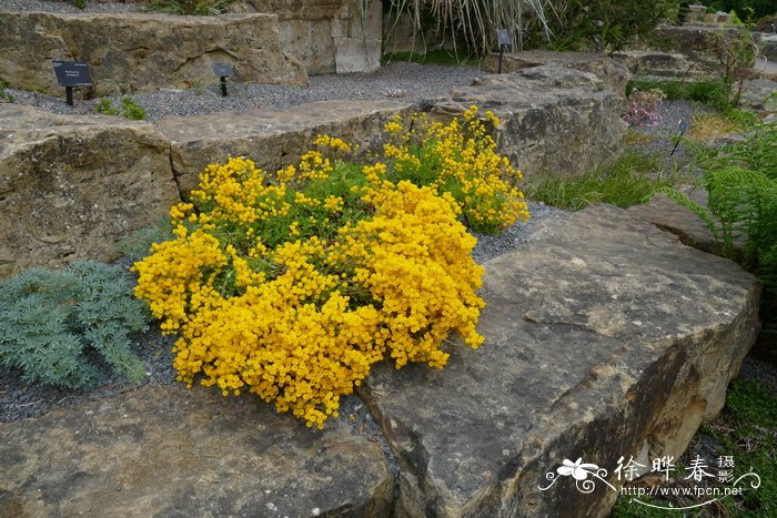 多叶荷包花Calceolaria pallida