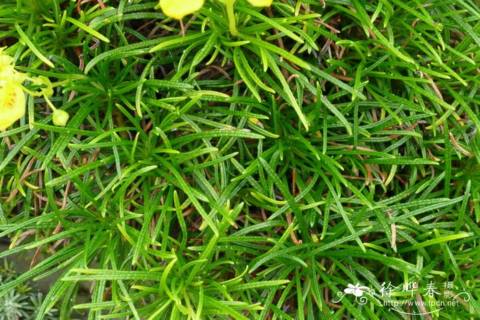 针叶荷包花Calceolaria pinifolia