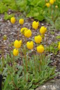 多根荷包花Calceolaria polyrhiza