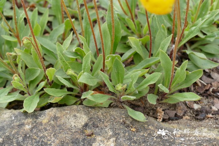 多根荷包花Calceolaria polyrhiza