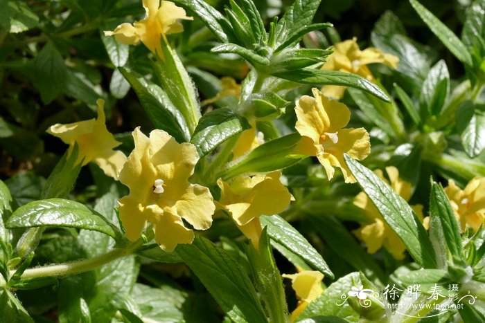 柔毛沟酸浆Mimulus aurantiacus var. pubescens