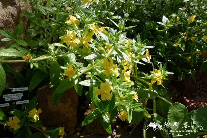 柔毛沟酸浆Mimulus aurantiacus var. pubescens