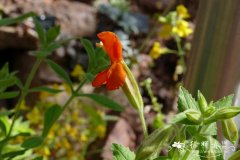 红花沟酸浆 Mimulus cardinalis