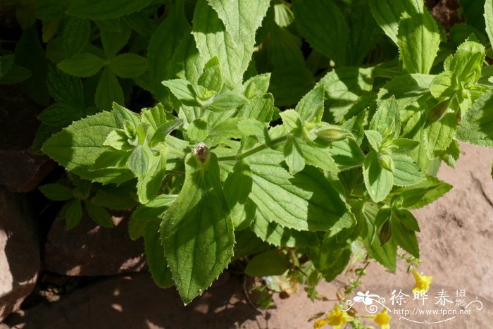 红花沟酸浆 Mimulus cardinalis