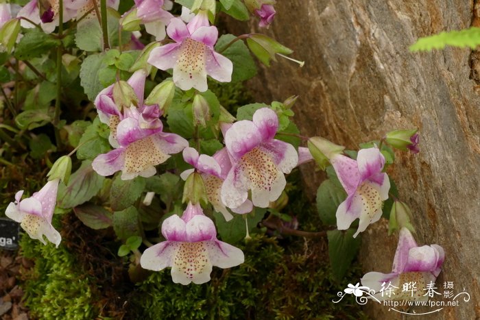 智利猴面花Mimulus naiandinus