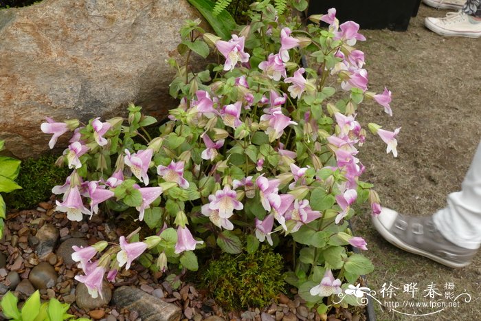 智利猴面花Mimulus naiandinus