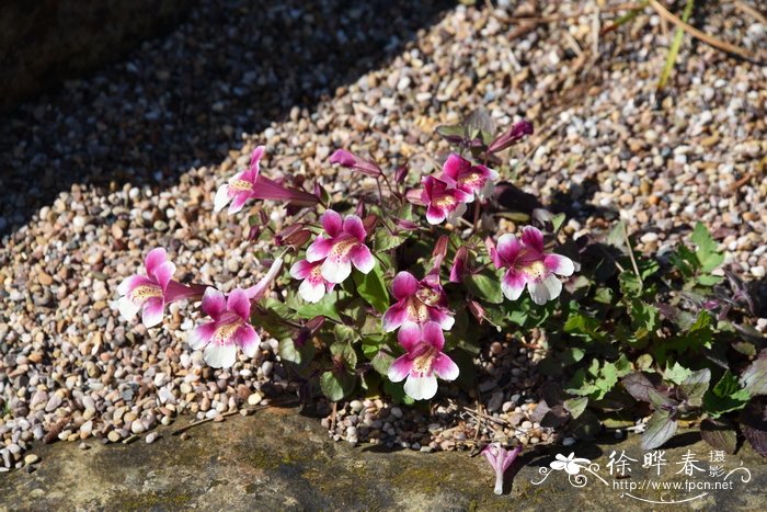 智利猴面花Mimulus naiandinus