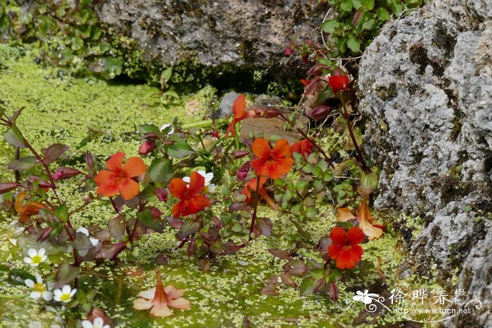 铜色沟酸浆Mimulus cupreus