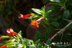 弗莱明沟酸浆Mimulus flemingii