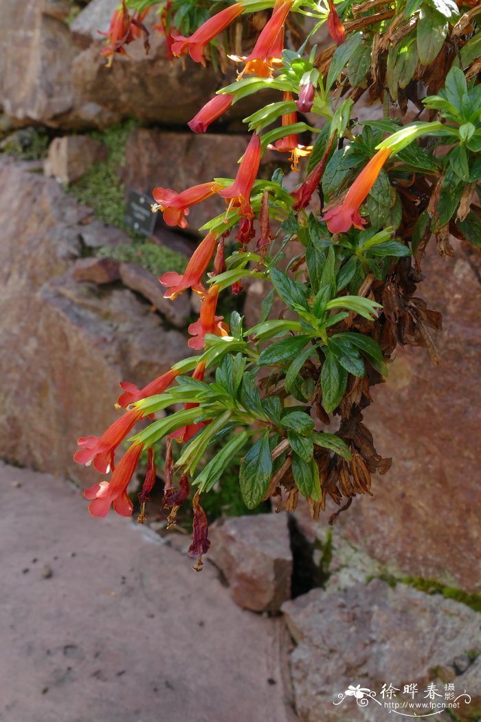 弗莱明沟酸浆Mimulus flemingii