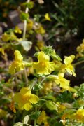 斑花沟酸浆Mimulus guttatus