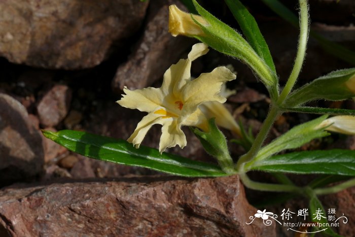 长花沟酸浆Mimulus longiflorus