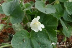 蔓金鱼草Asarina procumbens