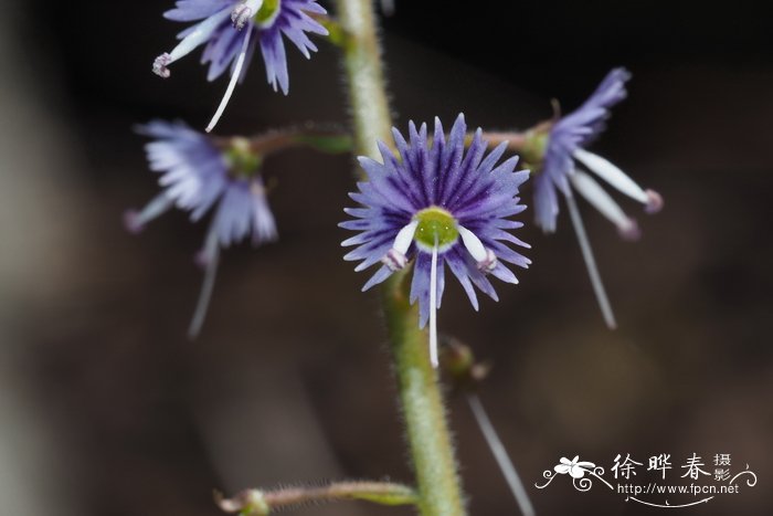 宽果猫尾草Synthyris platycarpa