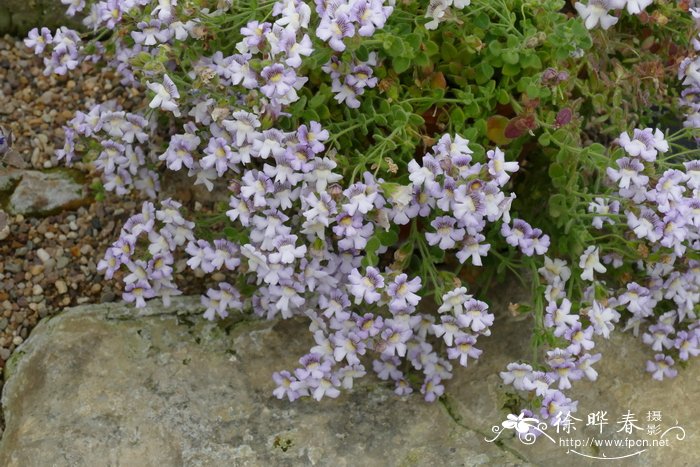 砾生毛彩雀 Chaenorhinum glareosum