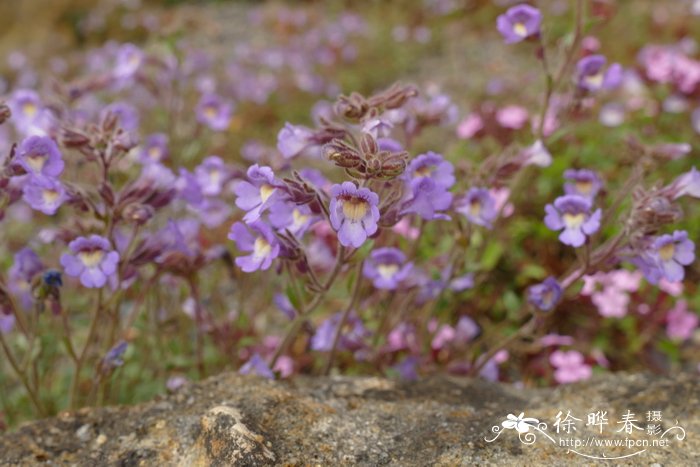 牛至叶毛彩雀Chaenorhinum origanifolium