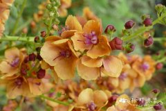 '橘色'毛蕊花 Verbascum 'Cementine'