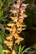 等裂毛地黄Isoplexis canariensis