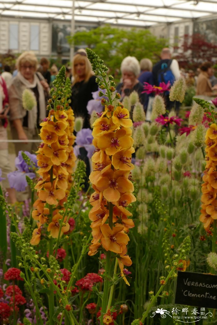 '橘色'毛蕊花 Verbascum 'Cementine'