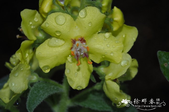 灌状毛蕊花Verbascum dumulosum