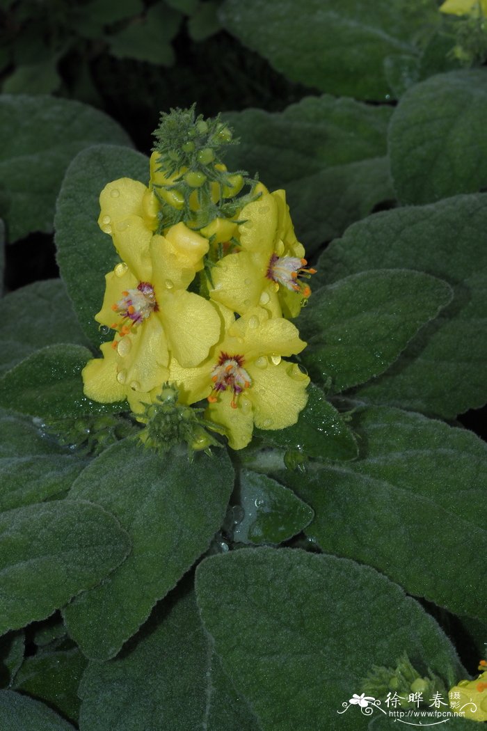 灌状毛蕊花Verbascum dumulosum