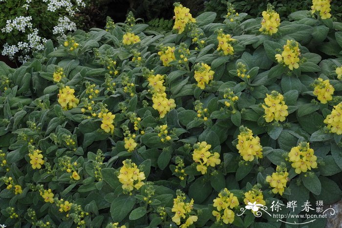 灌状毛蕊花Verbascum dumulosum